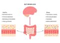 The Gut-Brain Connection: How a Healthy Gut Supports Emotional and ...