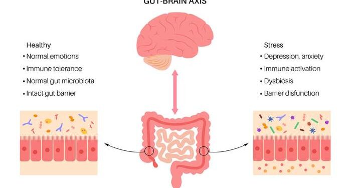 The Gut-Brain Connection: How a Healthy Gut Supports Emotional and ...